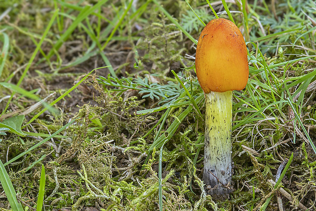 lúčnica kužeľovitá Hygrocybe conica (Schaeff.) P. Kumm.