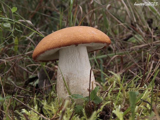 kozák dubový Leccinum aurantiacum (Bull.) Gray