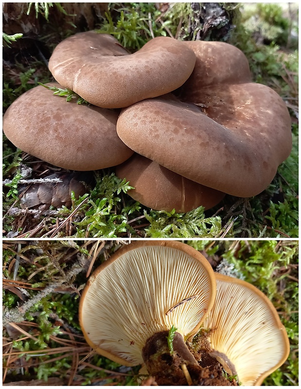 čechračka tmavohlúbiková Tapinella atrotomentosa (Batsch) Šutara