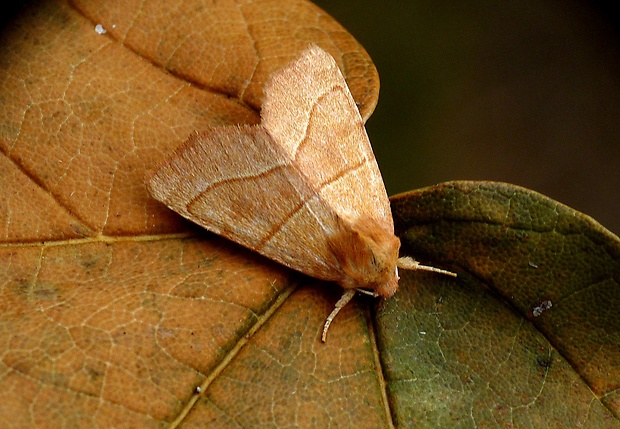 mora jaseňová Atethmia centrago