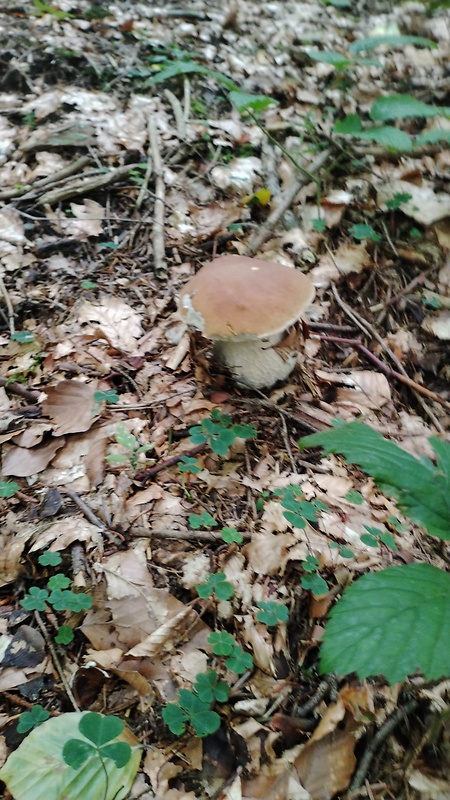 hríb smrekový Boletus edulis Bull.