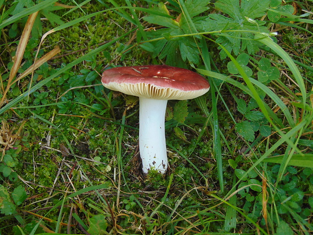 plávka Russula sp.