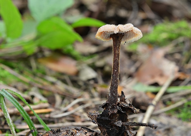 lopatovka obyčajná Auriscalpium vulgare Gray