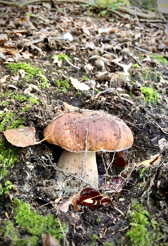 hríb smrekový Boletus edulis Bull.