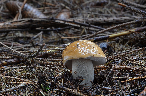 hríb smrekový Boletus edulis Bull.