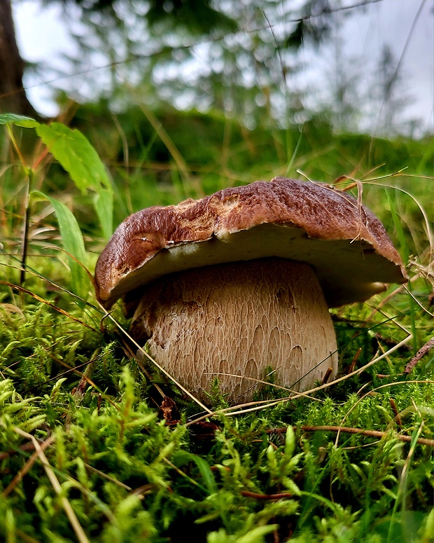 hríb smrekový Boletus edulis Bull.