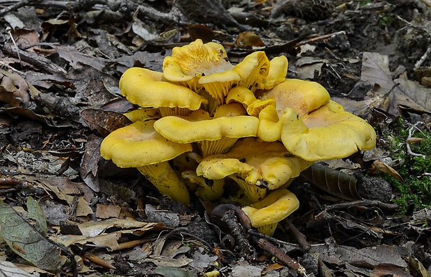 kuriatko jedlé ametystové Cantharellus amethysteus (Quél.) Sacc.