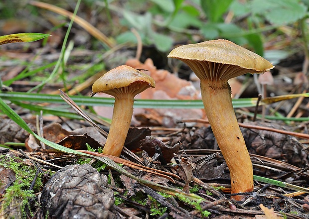 sliziak lepkavý Chroogomphus rutilus (Schaeff.) O.K. Mill.