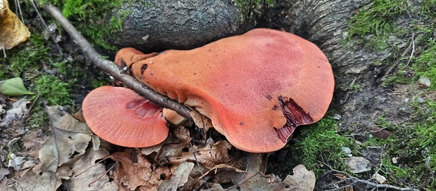 pečeňovec dubový Fistulina hepatica (Schaeff.) With.