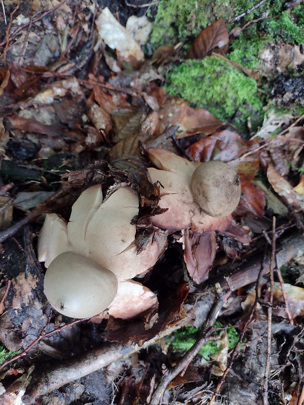 hviezdovka červenkastá Geastrum rufescens Pers.