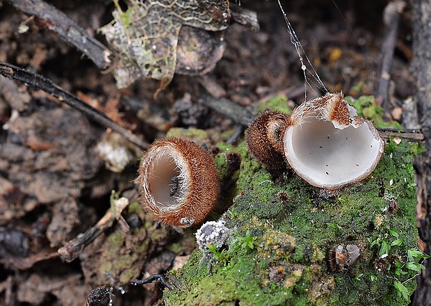 humária polguľovitá Humaria hemisphaerica (F.H. Wigg.) Fuckel