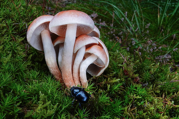 strapcovka tehlovočervená Hypholoma lateritium (Schaeff.) P. Kumm.