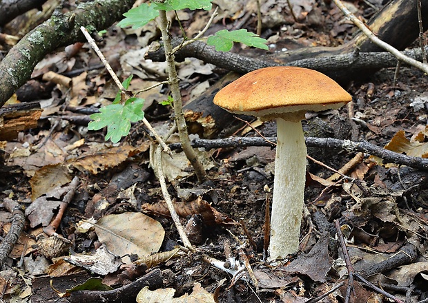 kozák osikový Leccinum albostipitatum den Bakker & Noordel.