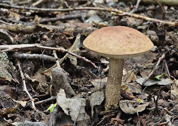 kozák topoľový Leccinum duriusculum (Schulzer ex Kalchbr.) Singer