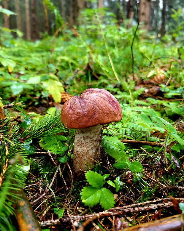 kozák smrekový Leccinum piceinum Pilát & Dermek