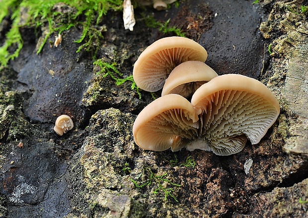 húževnatček medvedí Lentinellus ursinus (Fr.) Kühner