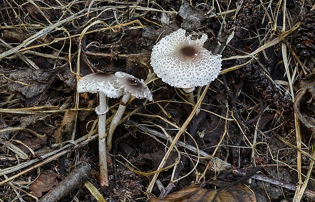 bedlička hnedastošupinkatá Lepiota pseudolilacea Huijsman