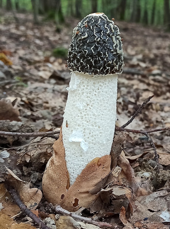 hadovka smradľavá Phallus impudicus L.