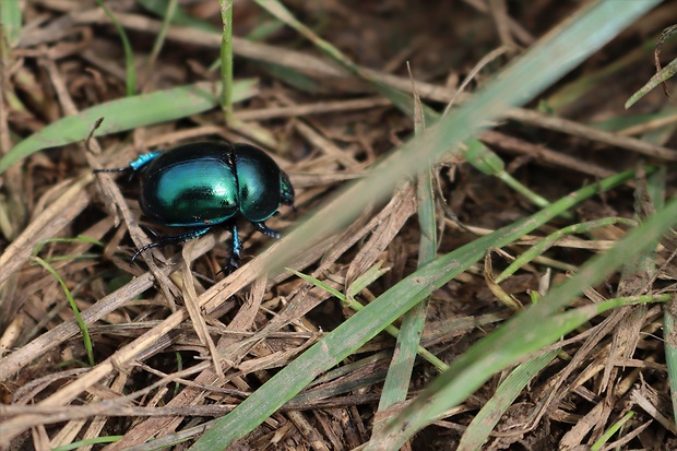 lajniak hladký Trypocopris vernalis