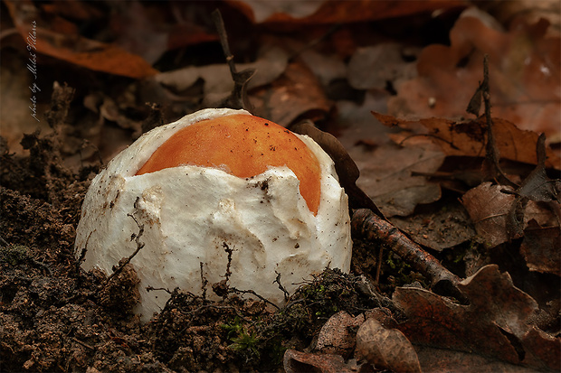 muchotrávka cisárska Amanita caesarea (Scop.) Pers.