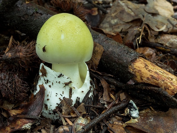 muchotrávka zelená Amanita phalloides (Vaill. ex Fr.) Link