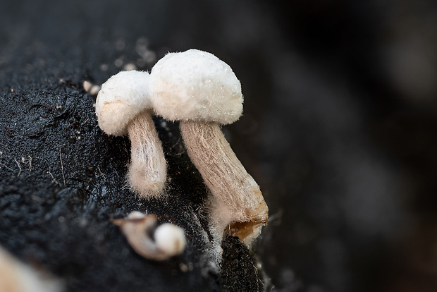 príživnica prášnicovitá Asterophora lycoperdoides (Bull.) Ditmar