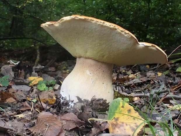 hríb smrekový Boletus edulis Bull.