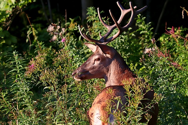 jeleň lesný  Cervus elaphus