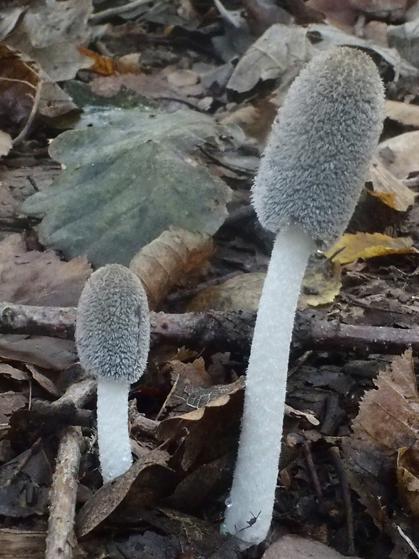 hnojník chlpatý Coprinopsis lagopus (Fr.) Redhead, Vilgalys & Moncalvo