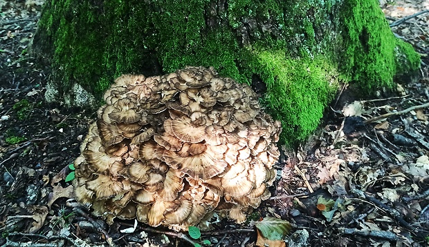 trsovnica lupeňovitá Grifola frondosa (Dicks.) Gray