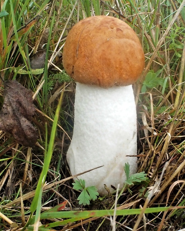 kozák osikový Leccinum albostipitatum den Bakker & Noordel.