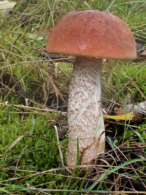 kozák dubový Leccinum aurantiacum (Bull.) Gray