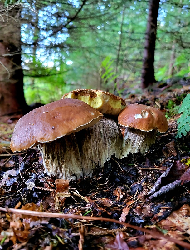 hríb smrekový Boletus edulis Bull.