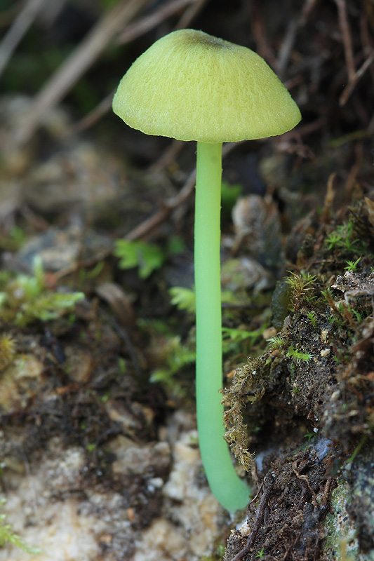 hodvábnica zelenohlúbiková Entoloma incanum (Fr.) Hesler