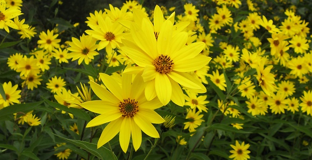 slnečnica hľuznatá Helianthus tuberosus L.