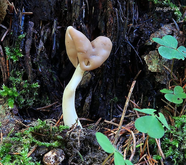 chriapač pružný Helvella elastica Bull.