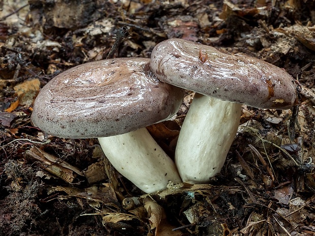 rýdzik severský Lactarius trivialis (Fr.) Fr.