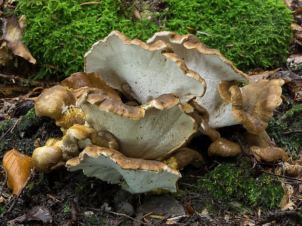 krásnopórovec zelenohnedý Laeticutis cristata (Schaeff.) Audet