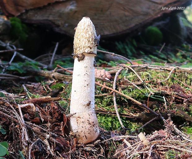 hadovka smradľavá Phallus impudicus L.