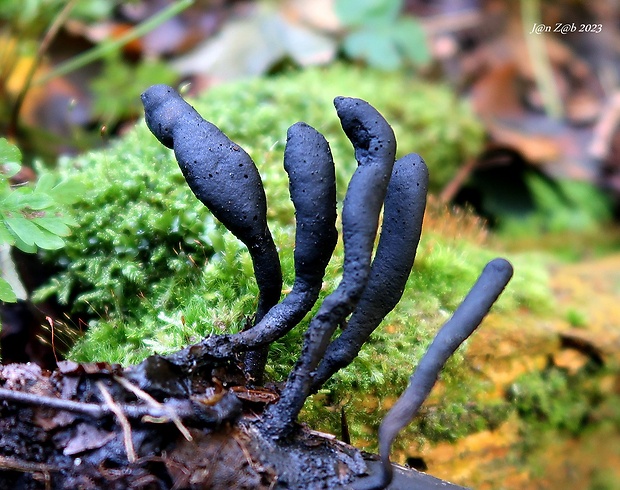 drevnatec Xylaria sp.