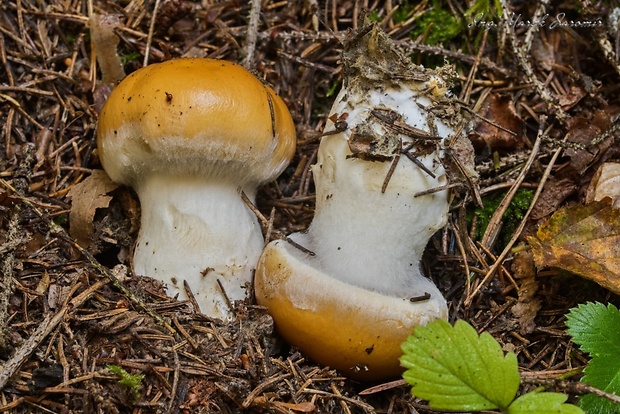 pavučinovec Cortinarius sp.