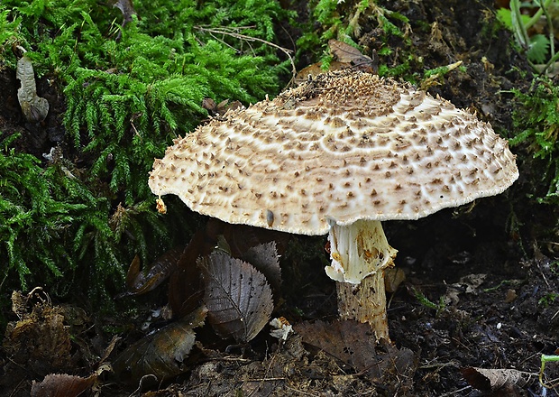 bedlička ostrošupinatá Echinoderma asperum (Pers.) Bon