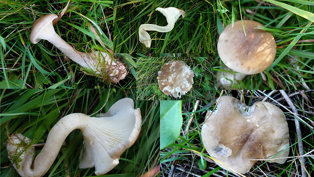 šťavnačka hnedobiela Hygrophorus latitabundus Britzelm.