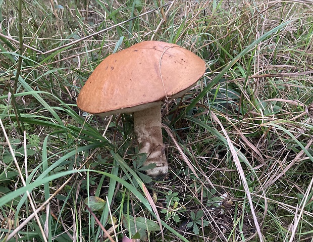 kozák osikový Leccinum albostipitatum den Bakker & Noordel.