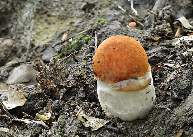 kozák osikový Leccinum albostipitatum den Bakker & Noordel.