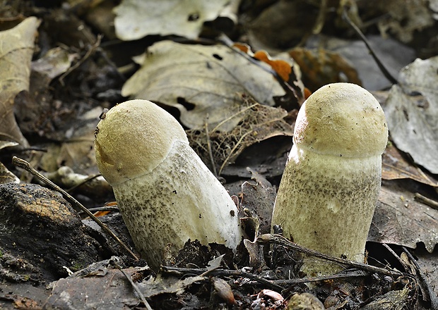 kozák topoľový Leccinum duriusculum (Schulzer ex Kalchbr.) Singer