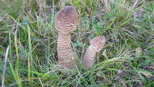 bedľa vysoká Macrolepiota procera (Scop.) Singer