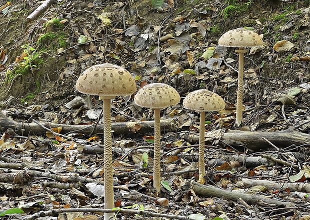 bedľa vysoká Macrolepiota procera (Scop.) Singer