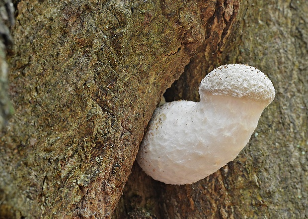 hliva dubová Pleurotus dryinus (Pers.) P. Kumm.