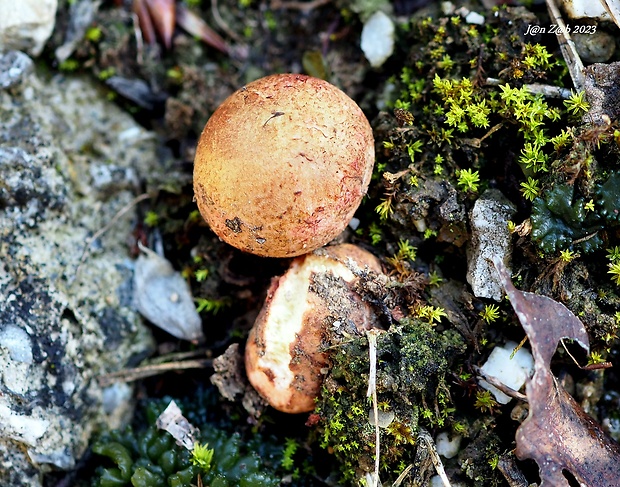 koreňovec červený Rhizopogon roseolus (Corda) Th. Fr.